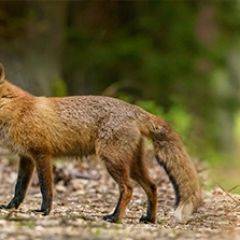 Кухонный фартук Фауна 005 МДФ матовый (3000) Fauna в Нижнекамске - nizhnekamsk.mebel24.online | фото