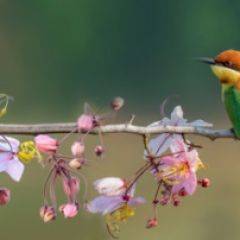 Кухонный фартук Фауна 015 МДФ матовый (3000) Fauna в Нижнекамске - nizhnekamsk.mebel24.online | фото