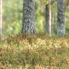 Кухонный фартук Фауна 023 МДФ матовый (3000) Fauna в Нижнекамске - nizhnekamsk.mebel24.online | фото