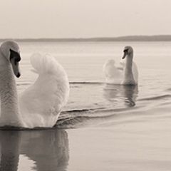 Кухонный фартук Фауна 029 МДФ матовый (3000) Fauna в Нижнекамске - nizhnekamsk.mebel24.online | фото