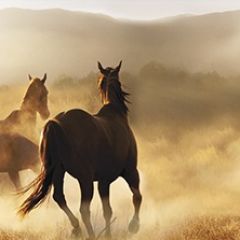 Кухонный фартук Фауна 032 МДФ матовый (3000) Fauna в Нижнекамске - nizhnekamsk.mebel24.online | фото 1