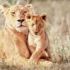 Кухонный фартук Фауна 042 МДФ матовый (3000) Fauna в Нижнекамске - nizhnekamsk.mebel24.online | фото