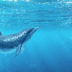 Кухонный фартук Фауна 053 Дельфины МДФ матовый (3000) Fauna в Нижнекамске - nizhnekamsk.mebel24.online | фото 2