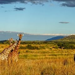 Кухонный фартук Фауна 061 МДФ матовый (3000) Fauna в Нижнекамске - nizhnekamsk.mebel24.online | фото