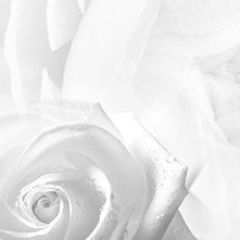 Кухонный фартук Цветы 217 МДФ матовый (3000) Flowers в Нижнекамске - nizhnekamsk.mebel24.online | фото